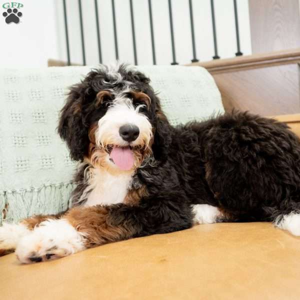 Rosco, Mini Bernedoodle Puppy